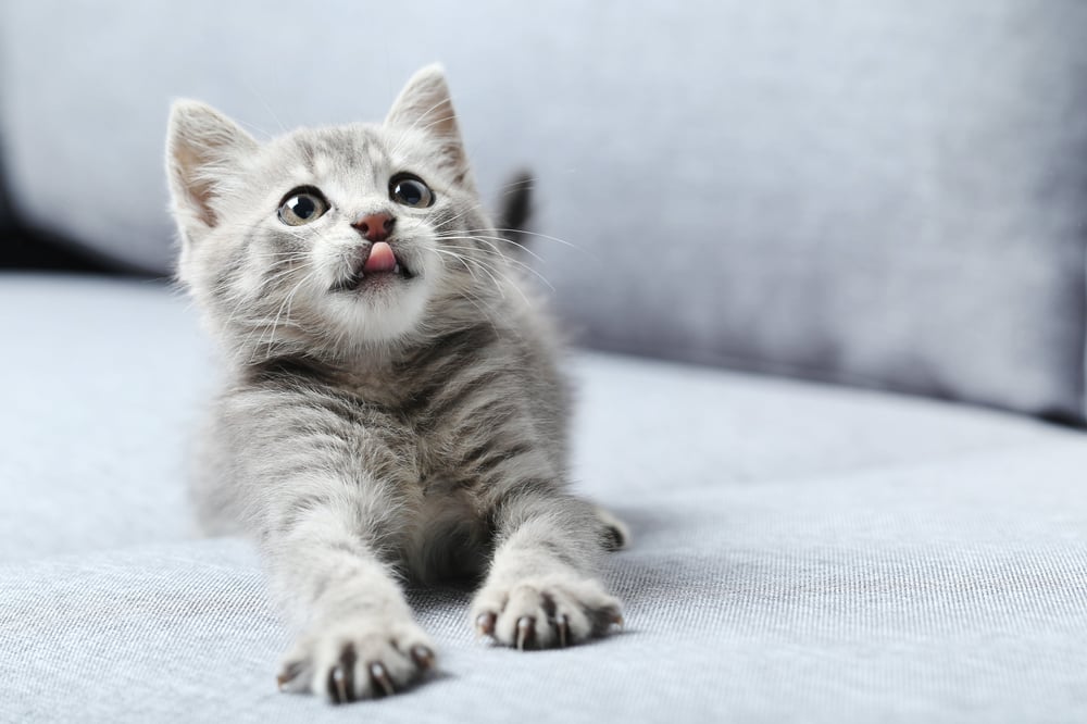 kitten plays on a fabric sofa with its tongue sticking out