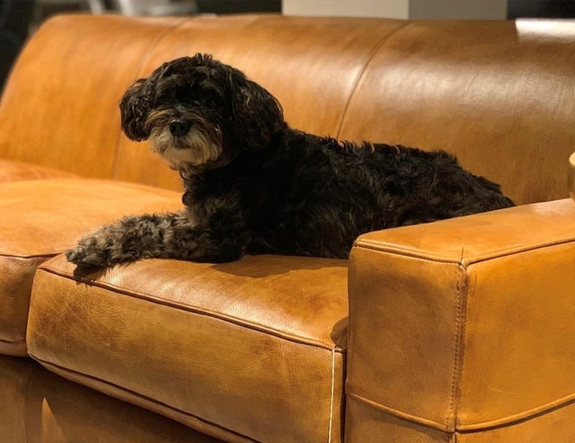 small dog laying on a leather sofa